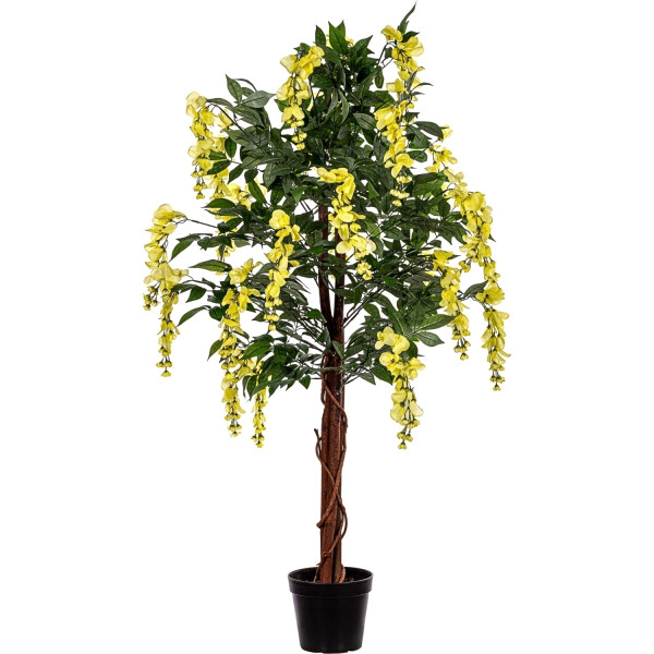 PLANTASIA® Wisteria Goldregen, 120cm, Gelbe Blüten
